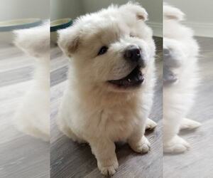 Chow Chow Puppy for sale in BASSETT, CA, USA