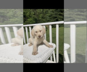 Labradoodle Puppy for Sale in SNOW CAMP, North Carolina USA