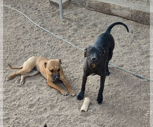 Medium Photo #4 American Staffordshire Terrier-Labrador Retriever Mix Puppy For Sale in Golden Valley, AZ, USA