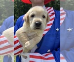 Small #2 Labrador Retriever