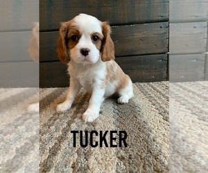 Cavalier King Charles Spaniel Puppy for sale in VALLEY CITY, OH, USA