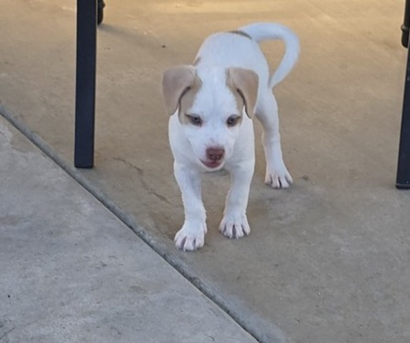 Medium Photo #1 American Pit Bull Terrier-Unknown Mix Puppy For Sale in SELMA, CA, USA