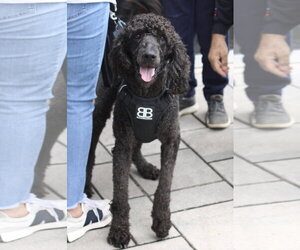 Lucky- very handsome boy - Male Poodle (Standard)-Unknown Mix Dog for Adoption - Photo #6