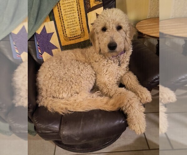 Medium Photo #2 Goldendoodle Puppy For Sale in HOUSEVILLE, NY, USA