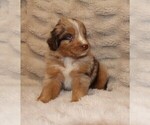 Small #7 Australian Retriever