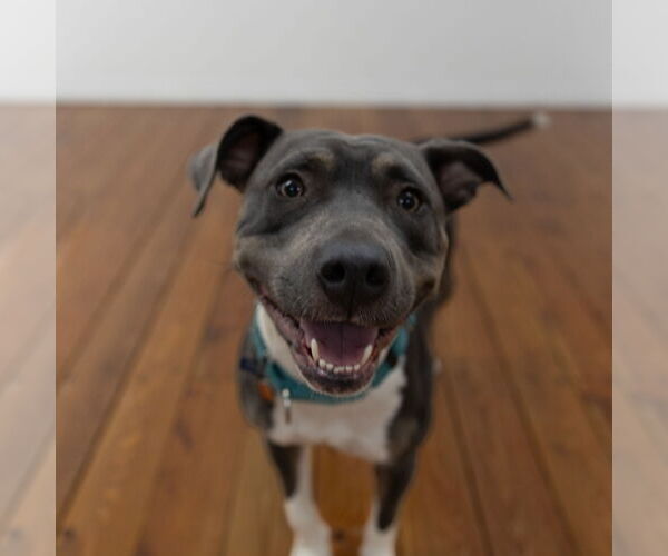 Medium Photo #20 American Pit Bull Terrier Puppy For Sale in Fargo, ND, USA