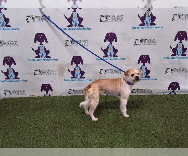 Medium Photo #1 Chihuahua-Unknown Mix Puppy For Sale in Orlando, FL, USA