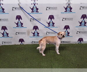 Chihuahua-Unknown Mix Dogs for adoption in Orlando, FL, USA
