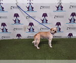 Small Chihuahua Mix