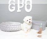 Small Photo #4 Maltese Puppy For Sale in MARIETTA, GA, USA