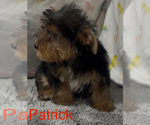 Small #2 Yorkshire Terrier