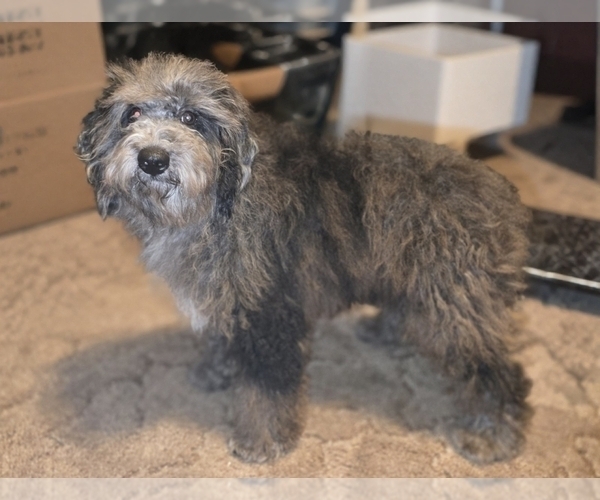 Medium Photo #5 Bernedoodle (Miniature) (+ Poodle Miniature) Puppy For Sale in DYERSBURG, TN, USA