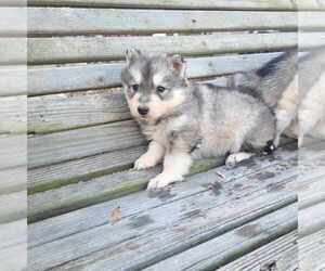 Siberian Husky Puppy for Sale in CROSSVILLE, Alabama USA