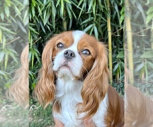 Father of the Cavalier King Charles Spaniel puppies born on 02/15/2024