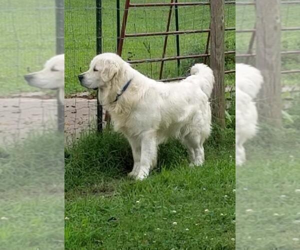 Medium Photo #3 English Cream Golden Retriever Puppy For Sale in PENNINGTON, TX, USA