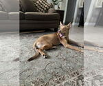 Small #3 Australian Kelpie Mix