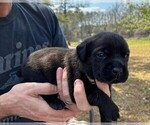 Small Photo #46 Rotticorso Puppy For Sale in REEVESVILLE, SC, USA