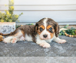Puppy Roman Cavalier King Charles Spaniel
