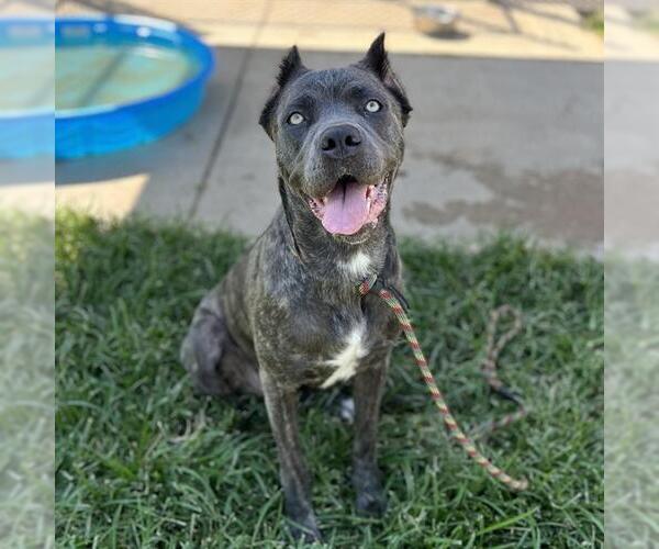 Medium Photo #1 Mutt Puppy For Sale in Modesto, CA, USA