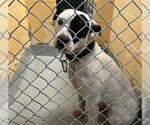 Small American Pit Bull Terrier Mix