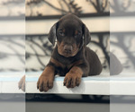 Small Photo #7 Doberman Pinscher Puppy For Sale in COLORADO SPRINGS, CO, USA