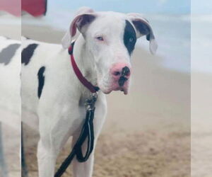 Great Dane Dogs for adoption in Bullard, TX, USA