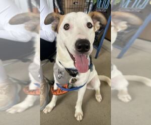 James - Male Mutt Dog for Adoption - Photo #3