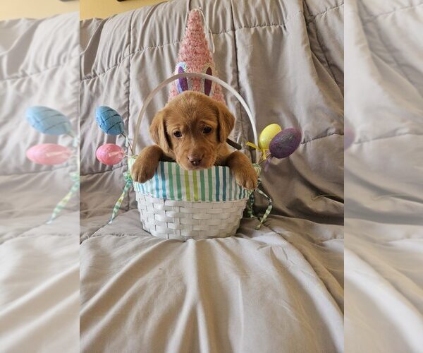 Medium Photo #17 Labrador Retriever Puppy For Sale in BUFFALO, NY, USA