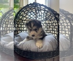 Small Photo #48 Siberian Husky Puppy For Sale in KANSAS CITY, MO, USA