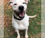 Small #3 American Bulldog-Pointer Mix