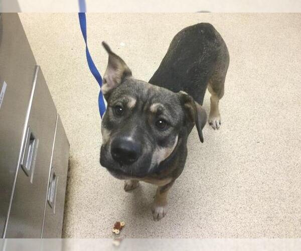 Medium Photo #1 German Shepherd Dog-Unknown Mix Puppy For Sale in Riverside, CA, USA