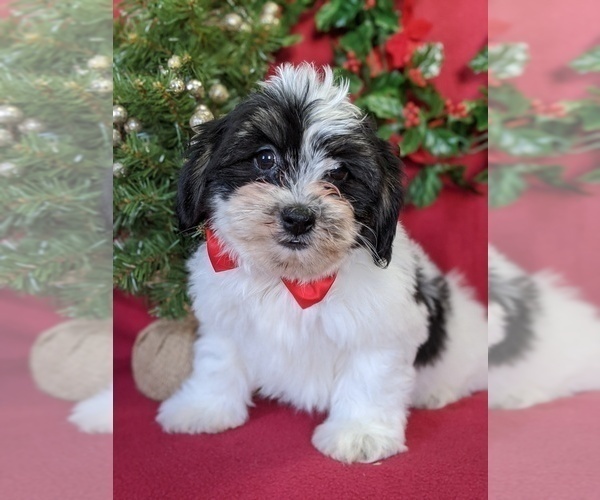Medium Photo #1 Zuchon Puppy For Sale in LANCASTER, PA, USA