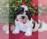 Small Photo #1 Zuchon Puppy For Sale in LANCASTER, PA, USA