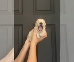 Small #3 English Cream Golden Retriever