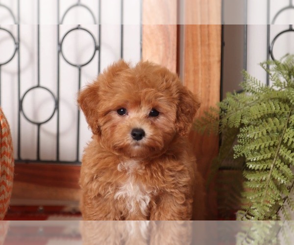 Medium Photo #2 Poovanese Puppy For Sale in NAPLES, FL, USA