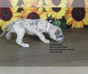 Great Dane Puppy for Sale in GRAND JUNCTION, Colorado USA