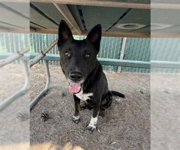 Medium Photo #3 German Shepherd Dog-Unknown Mix Puppy For Sale in San Bernardino, CA, USA