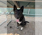 Small #2 German Shepherd Dog Mix