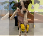 Small Australian Shepherd Mix