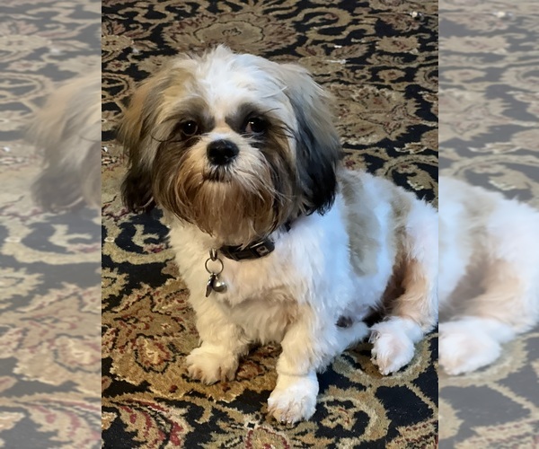 Medium Photo #1 Shih Tzu Puppy For Sale in COMANCHE, OK, USA