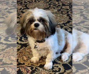 Shih Tzu Puppy for sale in COMANCHE, OK, USA