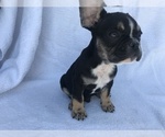 Small Photo #13 French Bulldog Puppy For Sale in STKN, CA, USA