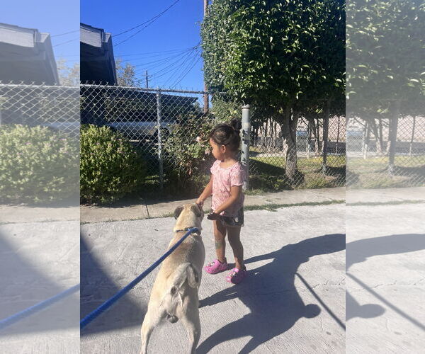 Medium Photo #5 Pug-Unknown Mix Puppy For Sale in San Jose, CA, USA