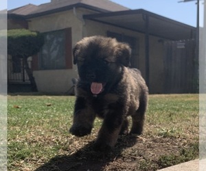 Bouvier Des Flandres Puppy for sale in BEVERLY HILLS, CA, USA