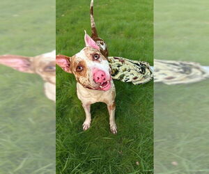 American Staffordshire Terrier Dogs for adoption in Fort Lauderdale, FL, USA