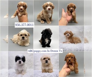 Maltipoo Puppy for sale in DONNA, TX, USA
