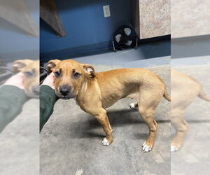Labrador Retriever-Unknown Mix Dogs for adoption in Tallahassee, FL, USA