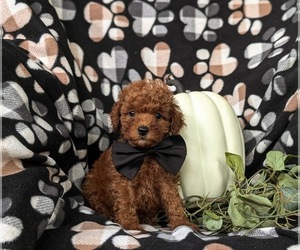 Poodle (Toy) Puppy for sale in NEW HOLLAND, PA, USA