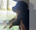 Small Photo #5 Rottweiler Puppy For Sale in PONTE VEDRA, FL, USA