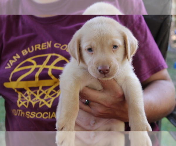 Medium Photo #1 Labrador Retriever Puppy For Sale in SPENCER, TN, USA